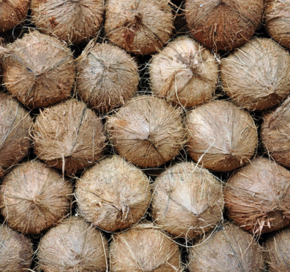 Semi-husked coconuts are stacked that contains essential nutrients, vitamins, and sweetness