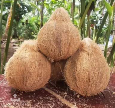 Healthy peeled coconuts symbolize organic farming and global recognition in international markets