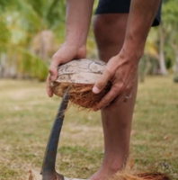 A person's hands holding a coconut with a husk in the process of removing it using a special tool