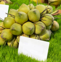 A stack of fresh green coconuts represents a refreshing and nutritious raw coconuts for procurement